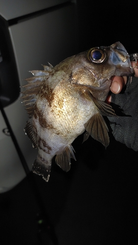 メバルの釣果