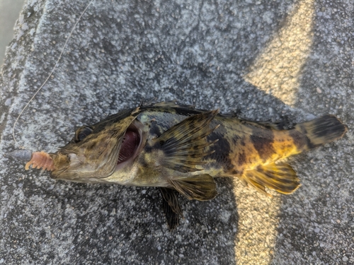 タケノコメバルの釣果