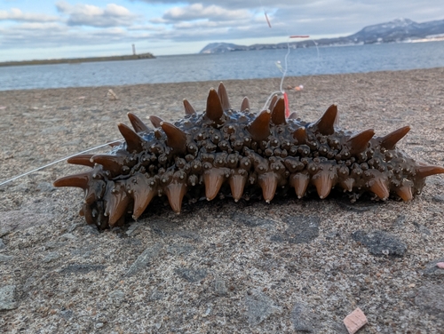 ナマコの釣果