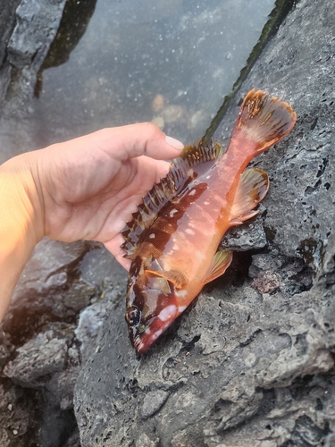 アカハタの釣果