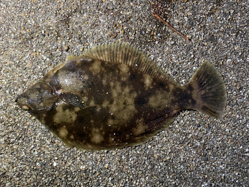 マコガレイの釣果