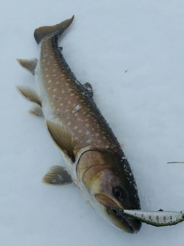 アメマスの釣果