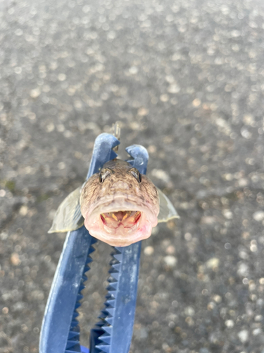 ハゼの釣果