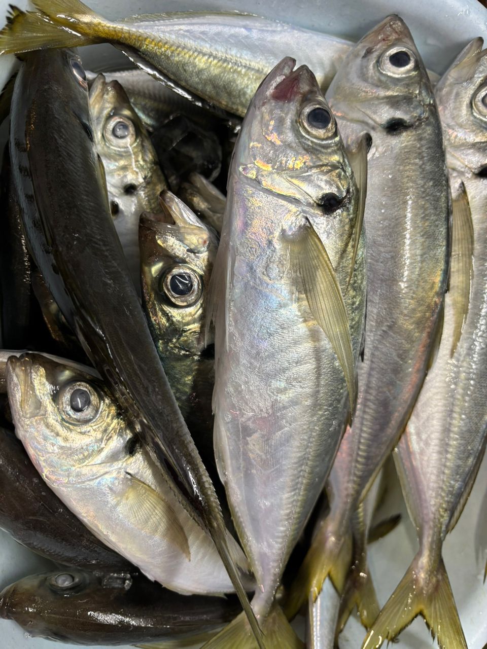 マ.メさんの釣果 1枚目の画像