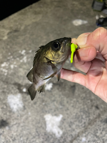 メバルの釣果