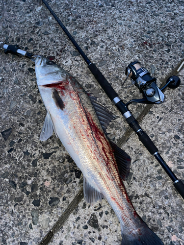 タイリクスズキの釣果