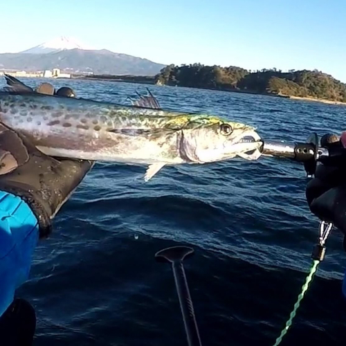 サゴシの釣果