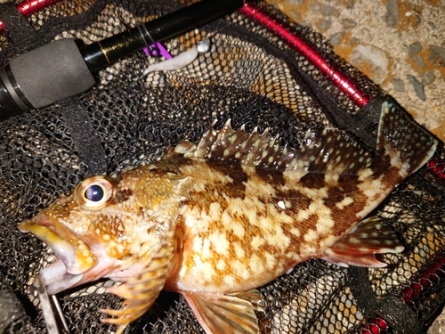 カサゴの釣果