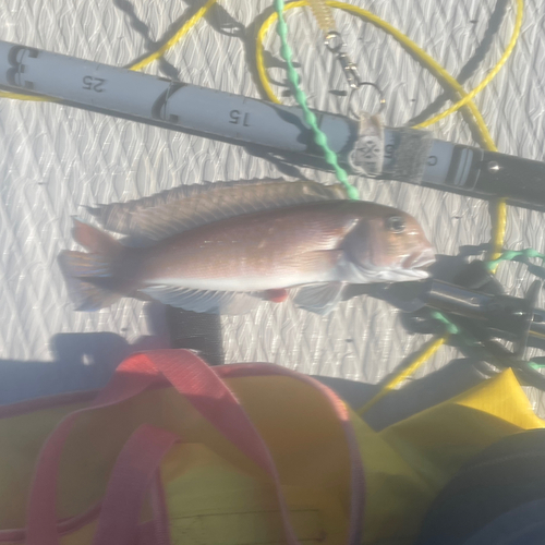 シロアマダイの釣果