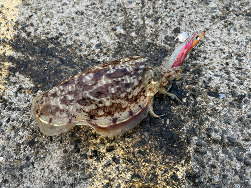 コウイカの釣果