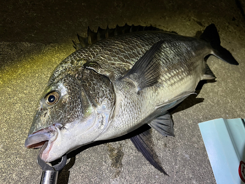 チヌの釣果