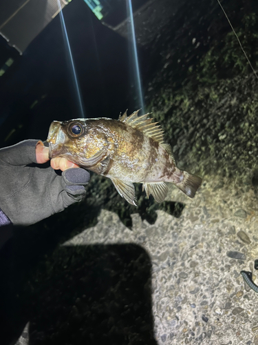 メバルの釣果