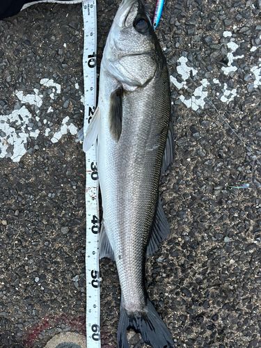 スズキの釣果