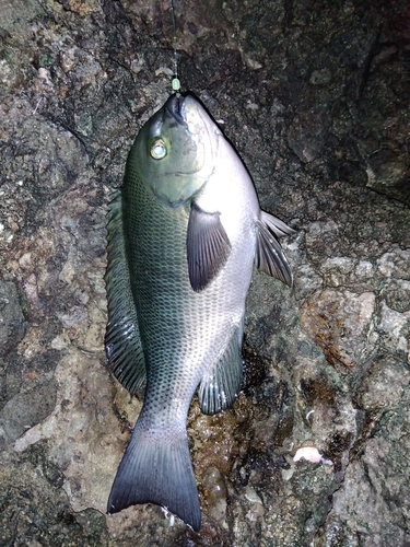 グレの釣果