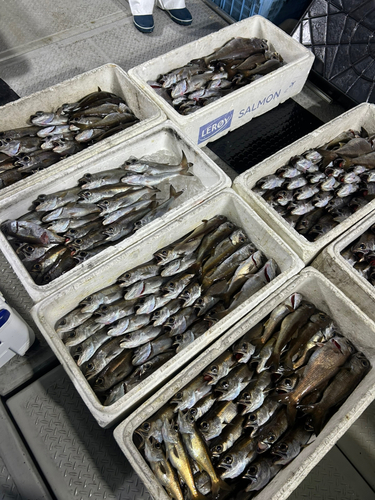 クロムツの釣果