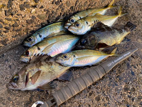 アジの釣果