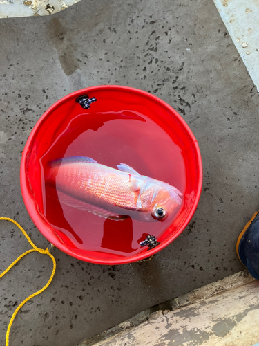 アカアマダイの釣果