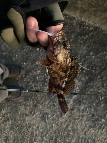 カサゴの釣果