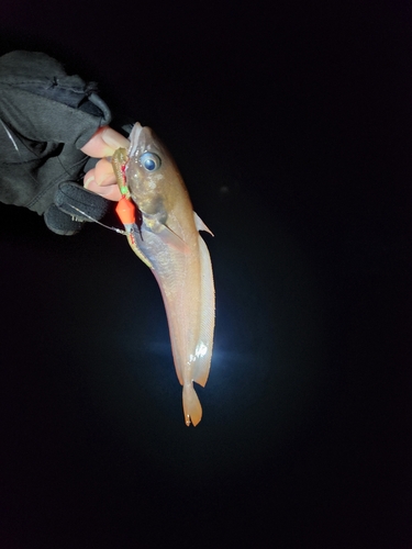 ドンコの釣果