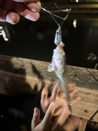 ハゼの釣果