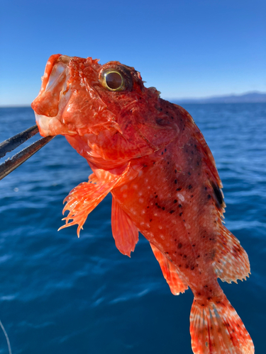 オニカサゴの釣果