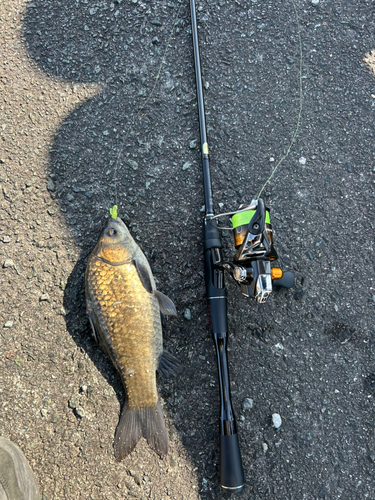 フナの釣果