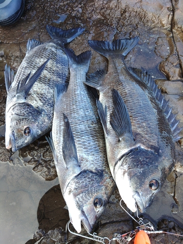 チヌの釣果