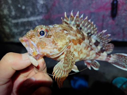 カサゴの釣果