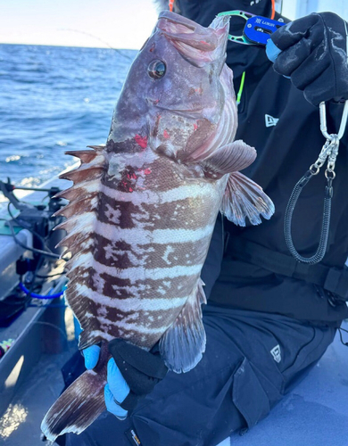 マハタの釣果