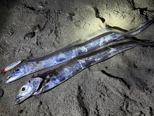 タチウオの釣果