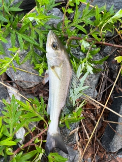 セイゴ（マルスズキ）の釣果