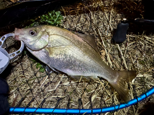 ウミタナゴの釣果