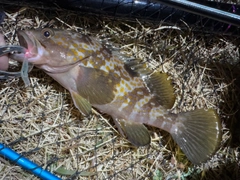 アコウの釣果