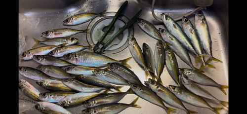 アジの釣果