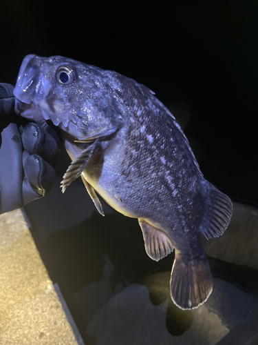 クロソイの釣果