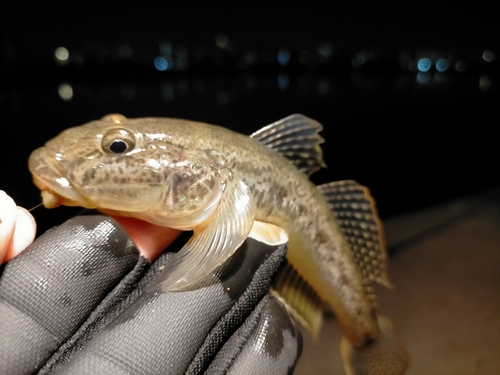 マハゼの釣果