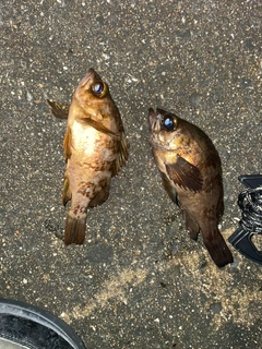 メバルの釣果