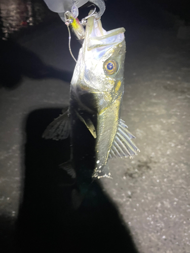 フッコ（マルスズキ）の釣果