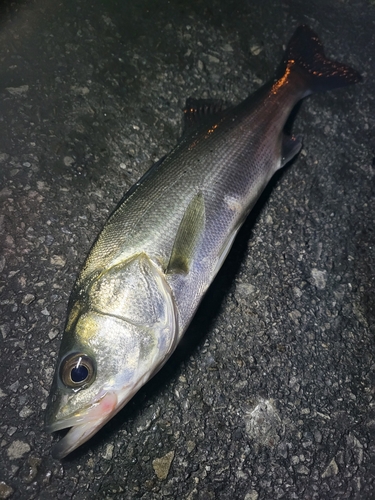 フッコ（マルスズキ）の釣果