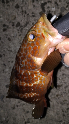 アコウの釣果