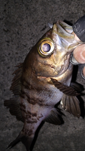 メバルの釣果