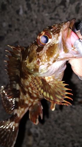 カサゴの釣果