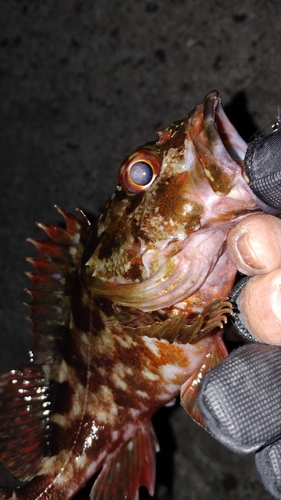 カサゴの釣果