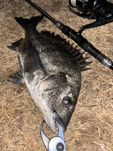 クロダイの釣果