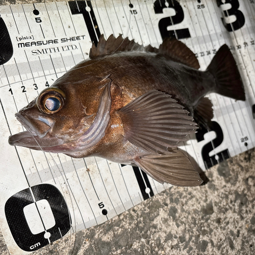 メバルの釣果