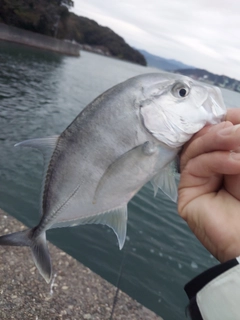 メッキの釣果