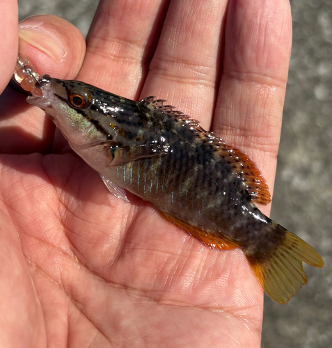 ホシササノハベラの釣果