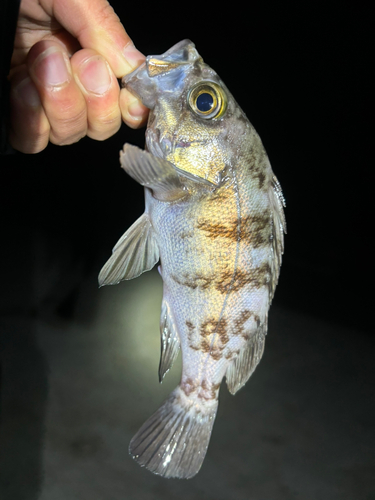 シロメバルの釣果