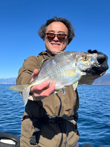 カイワリの釣果