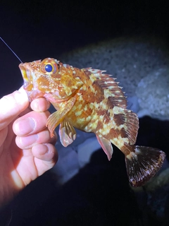 カサゴの釣果